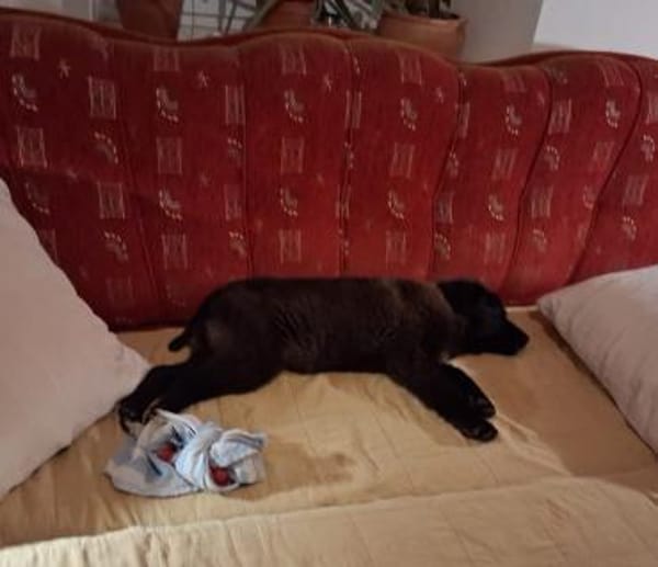 Welpe Leo in Baden-Württemberg