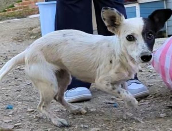 Lupa ein niedliches kleines Persönchen