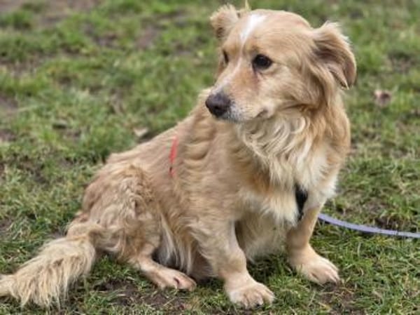 Goldie der Goldschatz 🍀