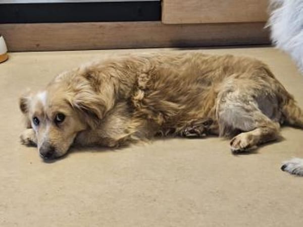 Goldie der Goldschatz 🍀