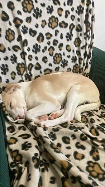 Kuscheliger Loki🌺 sucht seine Familie