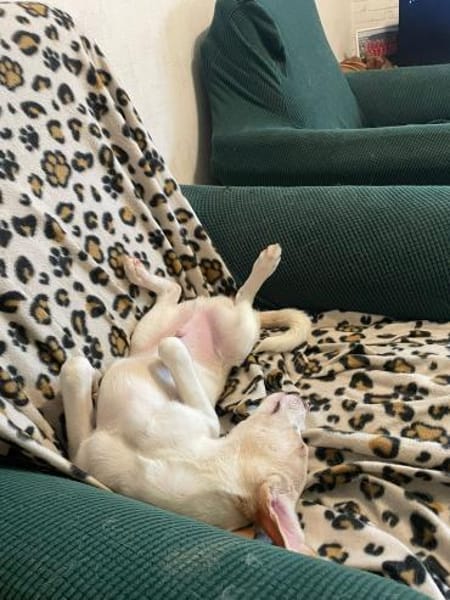 Kuscheliger Loki🌺 sucht seine Familie