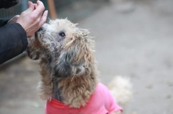 Wer hat ein zuhause für Luca?