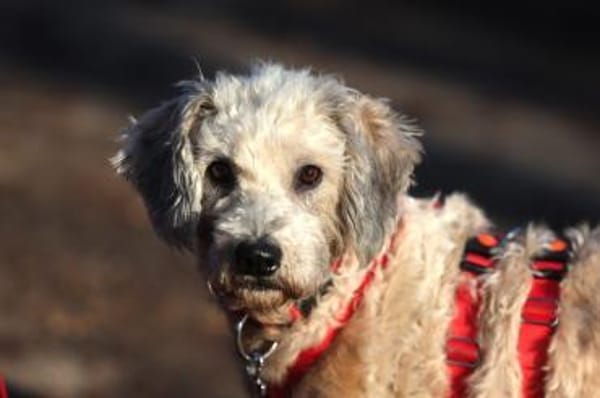 Wer hat ein zuhause für Luca?