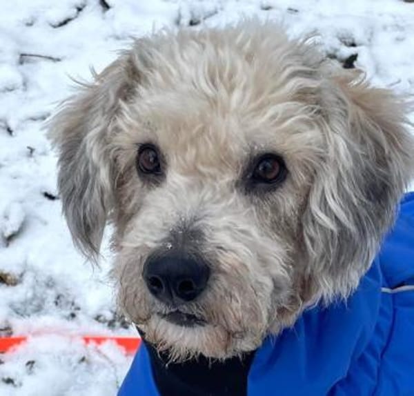 Wer hat ein zuhause für Luca?