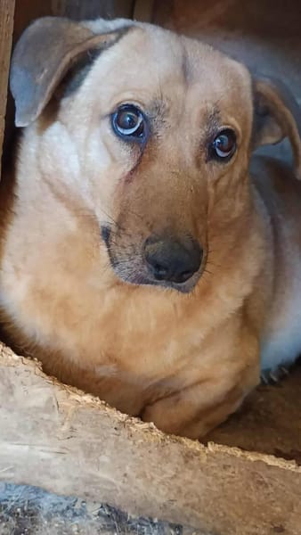 Choco, sanfter Rüde sucht Liebe