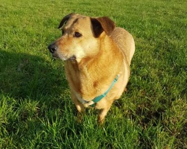 Choco, sanfter Rüde sucht Liebe