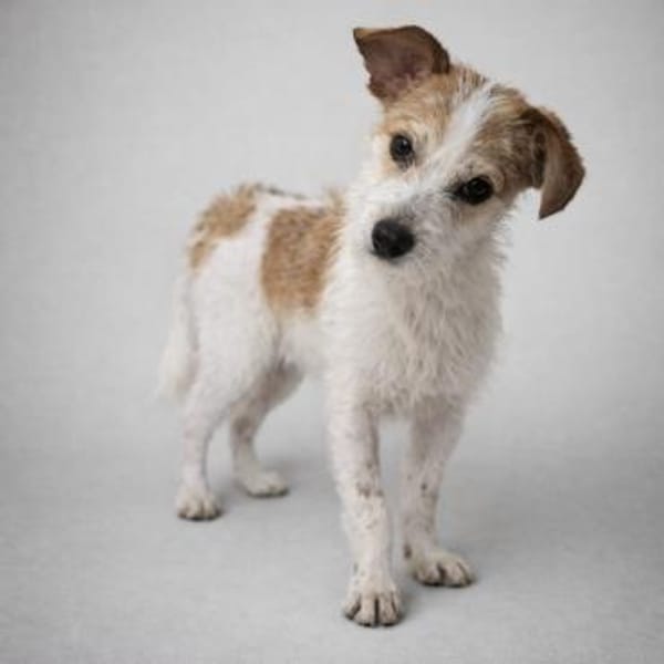 Bilbo - Terriermann sucht Familie