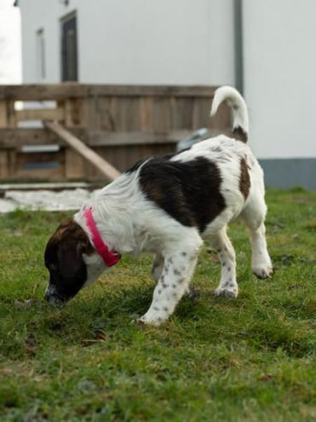 Marshy - ein Traum auf vier Pfoten