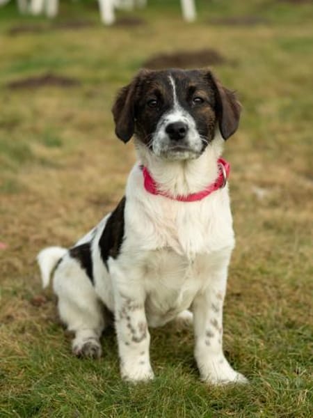 Marshy - ein Traum auf vier Pfoten