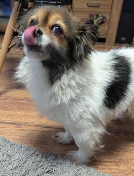 Anfängerhündin Lola❤ sucht Sofaplatz