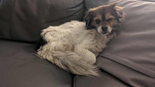 Anfängerhündin Lola❤ sucht Sofaplatz