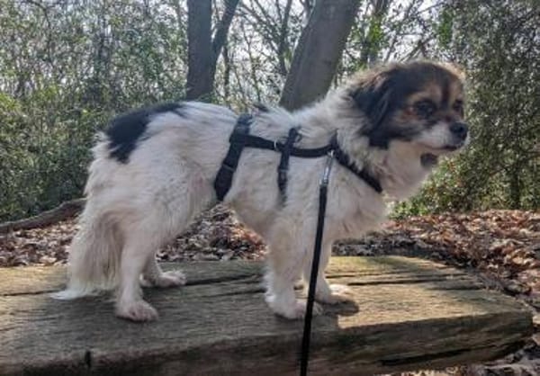 Anfängerhündin Lola❤ sucht Sofaplatz