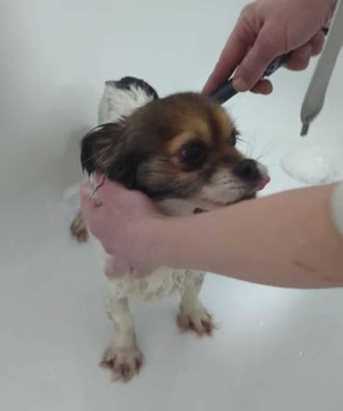 Anfängerhündin Lola❤ sucht Sofaplatz