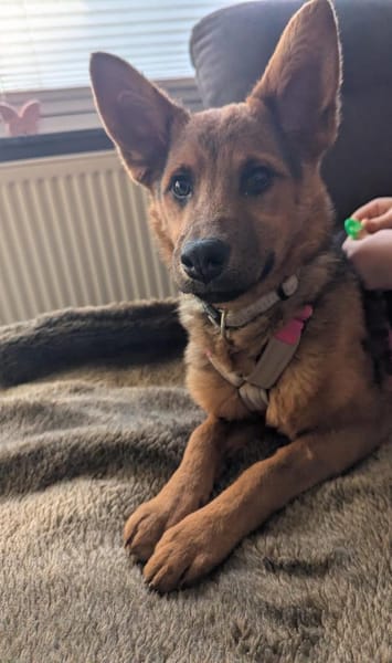 Kleine Saba möchte dein Herz erobern