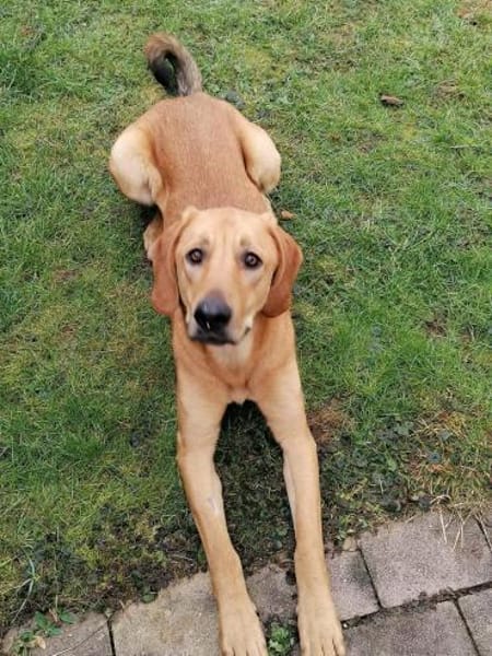 LUI sucht seine forever Family❤