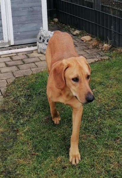 LUI sucht seine forever Family❤