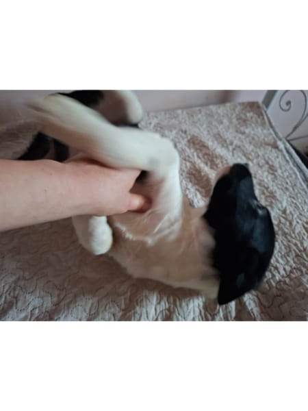 Herceg, ca. 4 Monate, ca. 28 cm, ca 6 kg