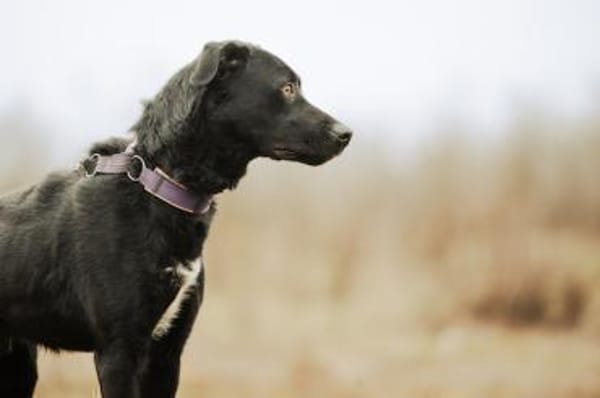 Shadow, liebenswerte Sonnenschein, ca. 1