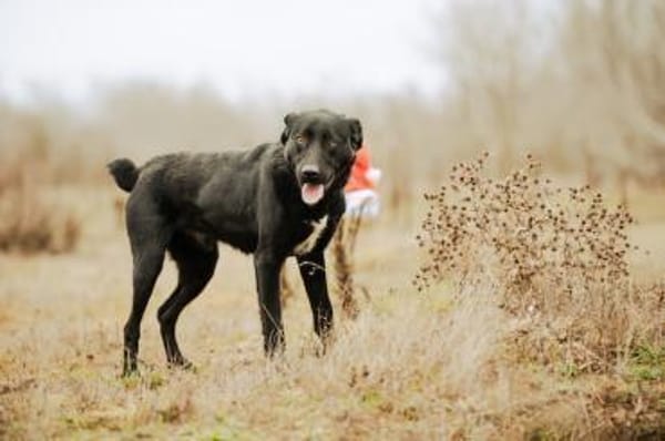 Shadow, liebenswerte Sonnenschein, ca. 1