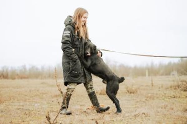 Shadow, liebenswerte Sonnenschein, ca. 1