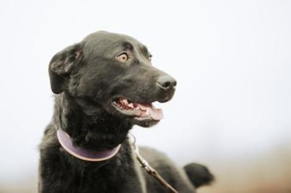 Shadow, liebenswerte Sonnenschein, ca. 1