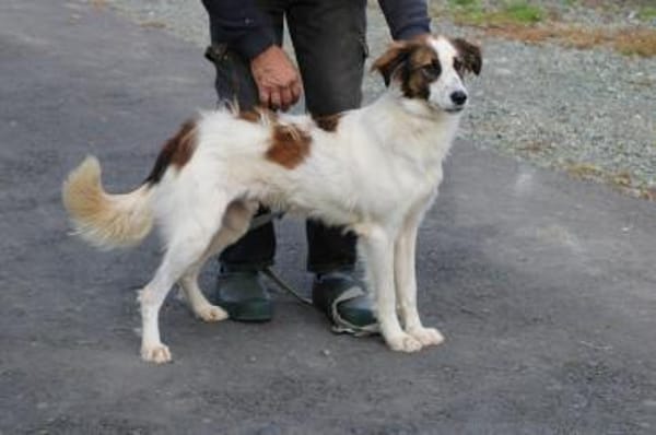 Tamas - unkomplizierter Jungrüde