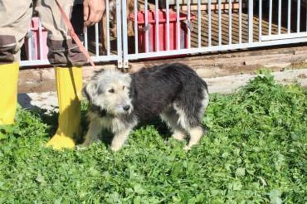 Smorca - kinderlieb u. verspielt