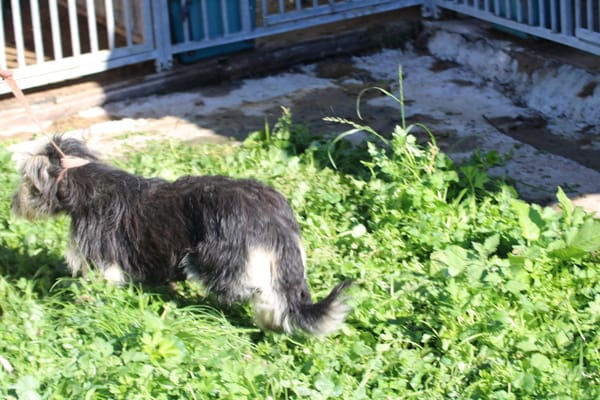 Smorca - kinderlieb u. verspielt