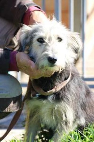 Smorca - kinderlieb u. verspielt