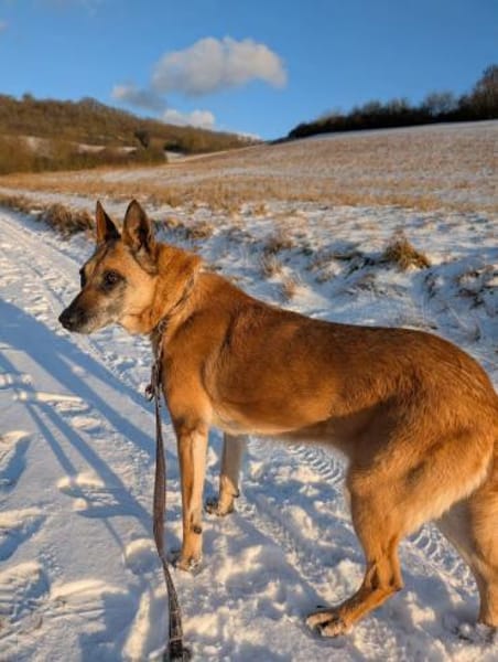 Notfallhund RUBY sucht ♥ ‼🆘‼