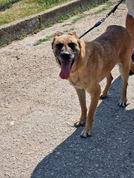 Notfallhund RUBY sucht ♥ ‼🆘‼