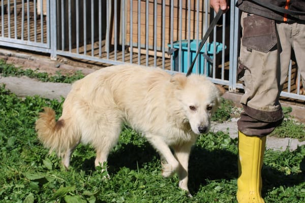 Lomo - liebenswert u. zutraulich