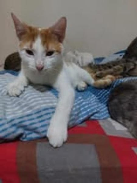 Henry💙 sucht seine Familie💙