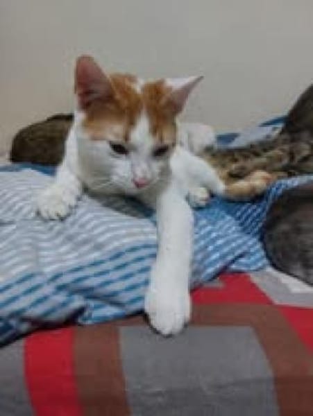 Henry💙 sucht seine Familie💙