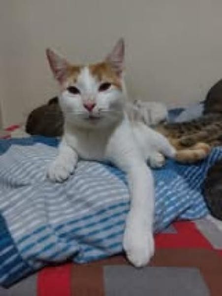 Henry💙 sucht seine Familie💙