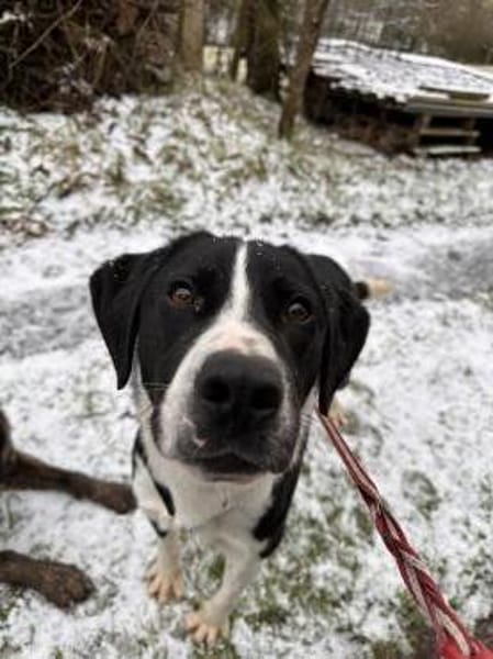 Sorana sucht ihr Zuhause