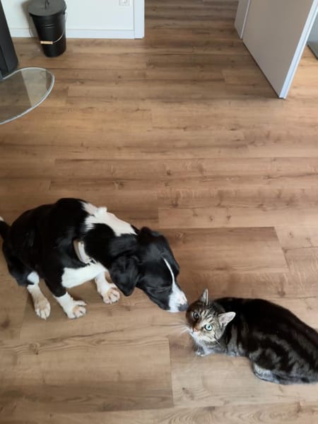 Sorana sucht ihr Zuhause