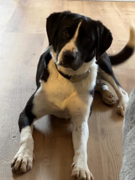 Sorana sucht ihr Zuhause