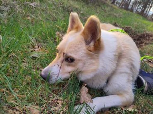 HERMES braucht stabiles Zuhause ‼🆘‼