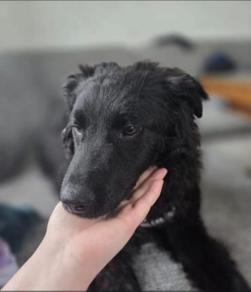 ❤🐾Ovid wartet auf sein Körbchen❤🐾