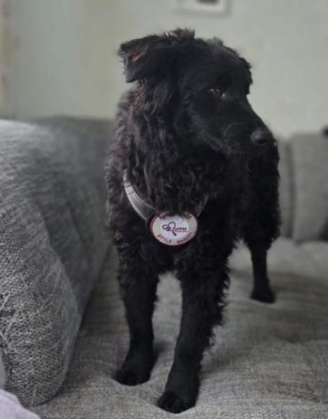 ❤🐾Ovid wartet auf sein Körbchen❤🐾