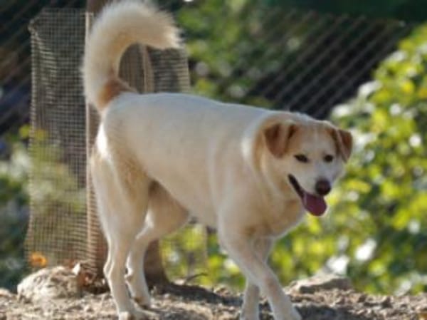 Berinesse- entzückendes Hundemädchen