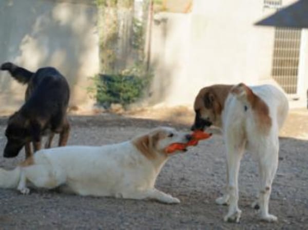 Berinesse- entzückendes Hundemädchen