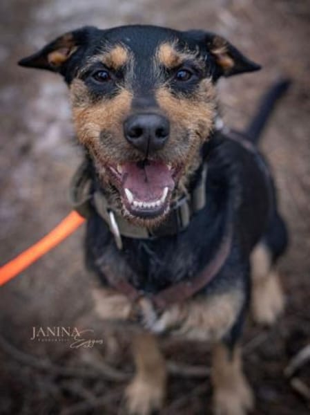 Frodo träumt von einem eigenen Zuhause