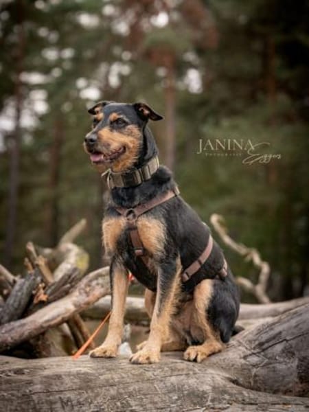 Frodo träumt von einem eigenen Zuhause