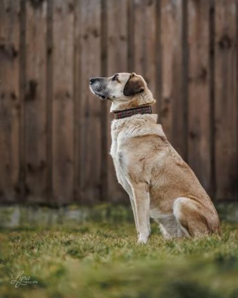 Samanta sucht ihr endgültiges Zuhause