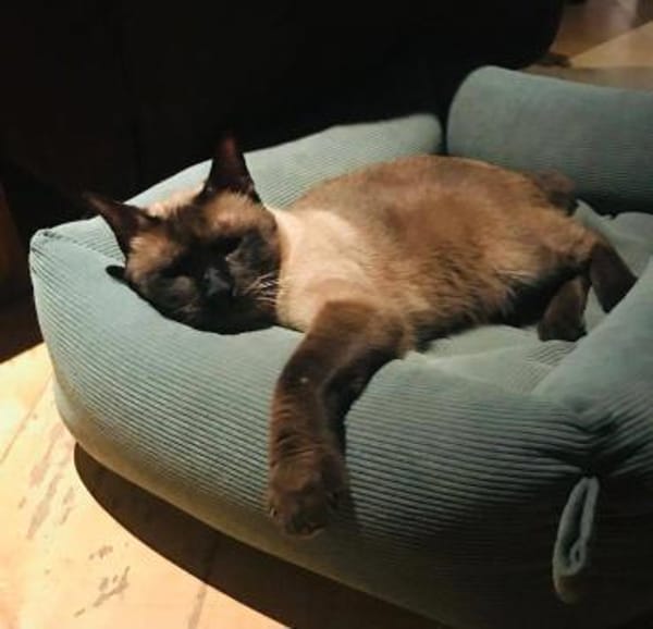 Egon sucht seinen Lieblingsmensch