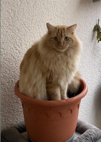 Helferlein Max und Pluto in Bonn/ALM