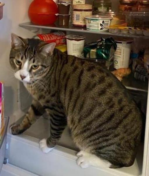 Helferlein Max und Pluto in Bonn/ALM